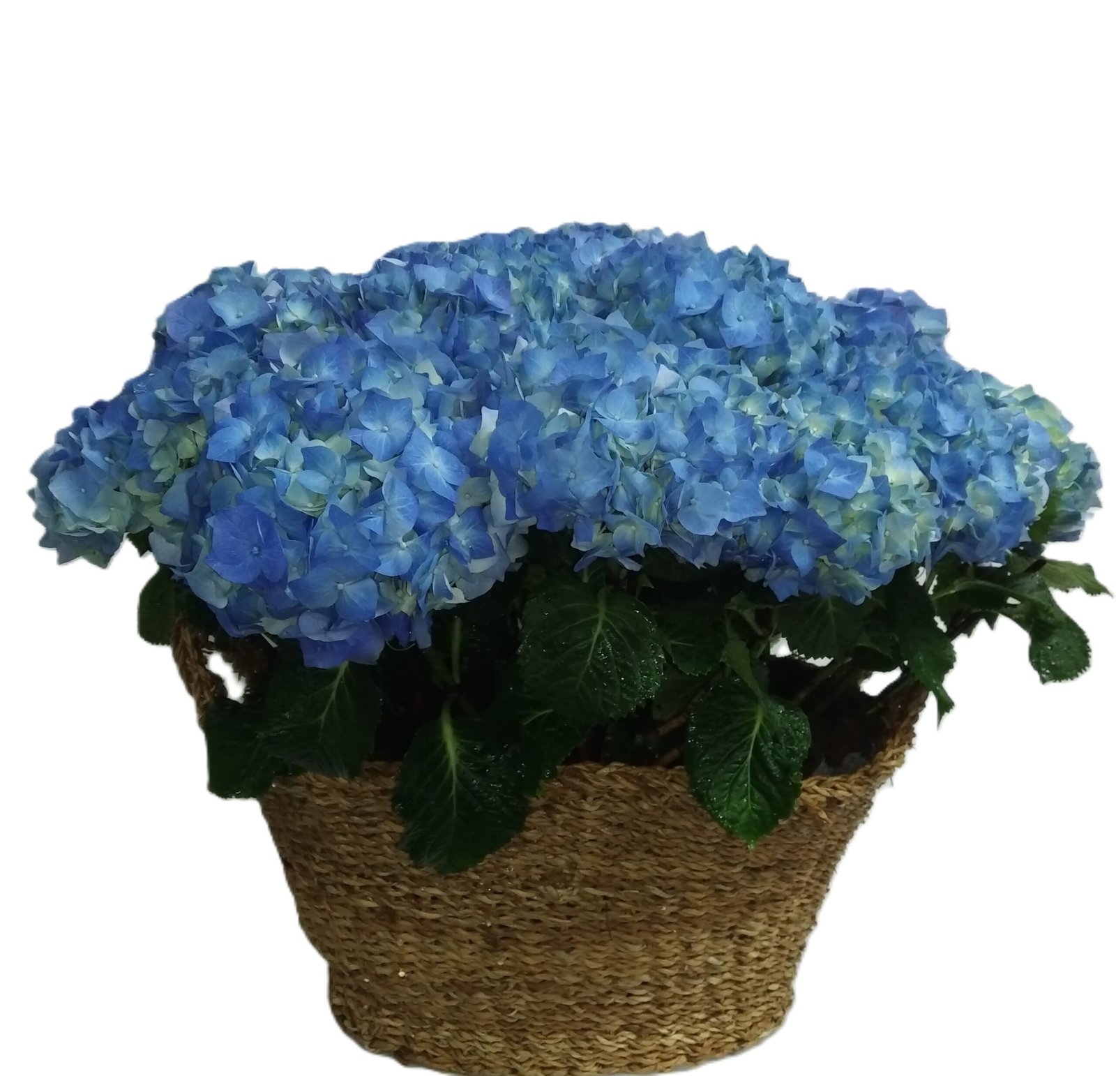 hortensia azul