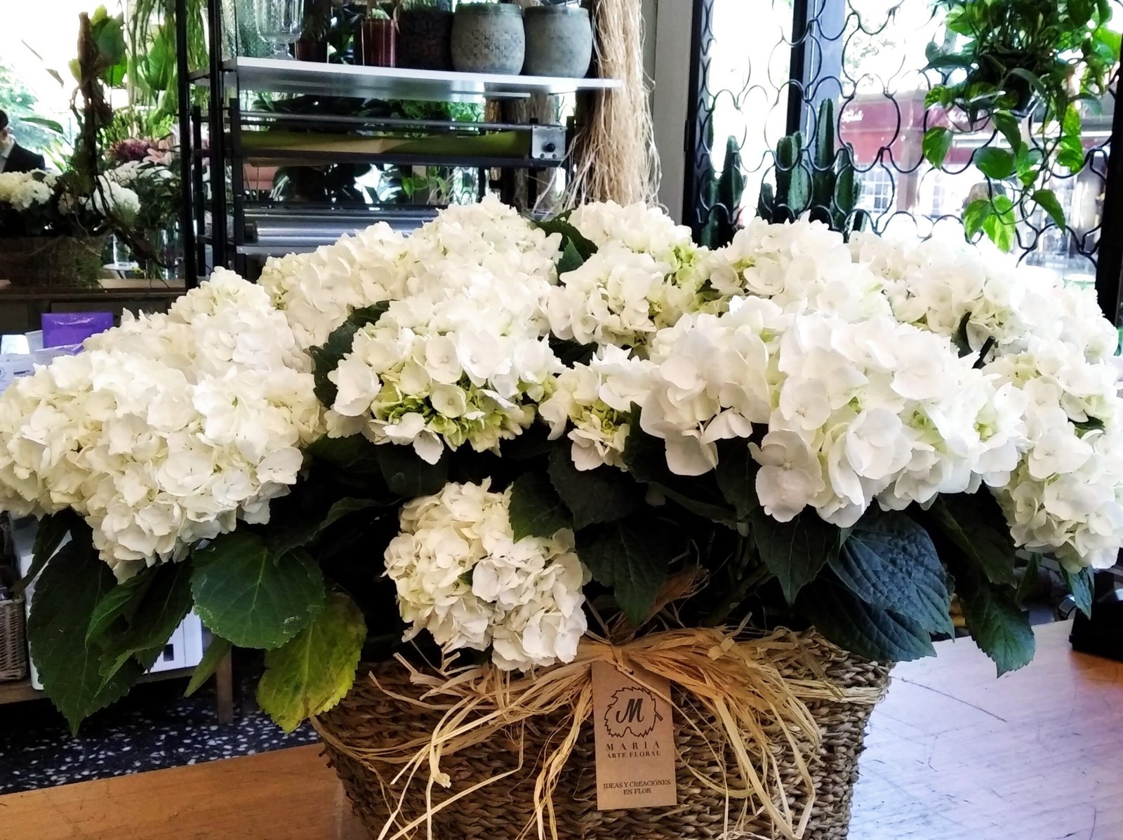Hortensia blanca