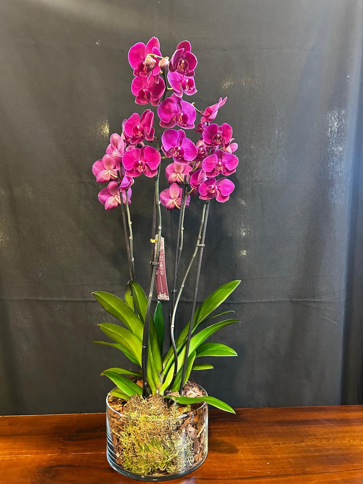 ORQUIDEA PHALAENOPSIS FUCSIA