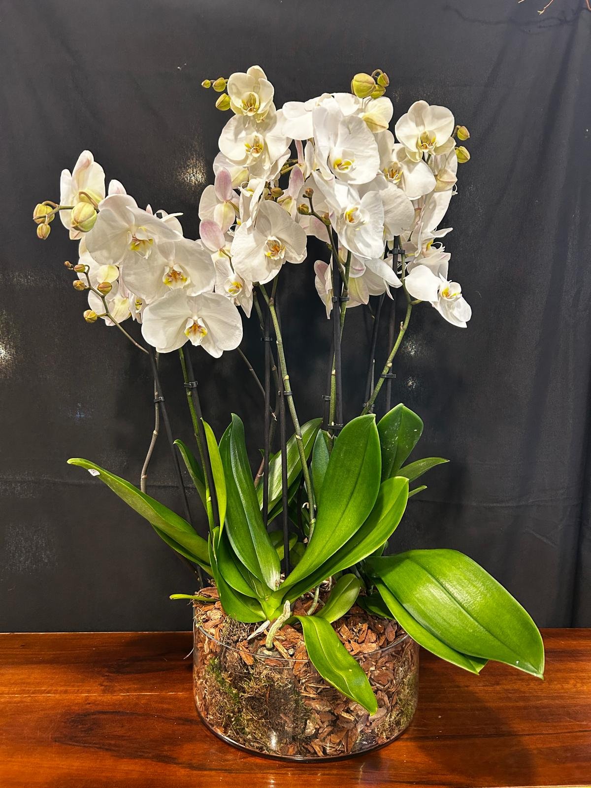 ORQUIDEA PHALAENOPSIS