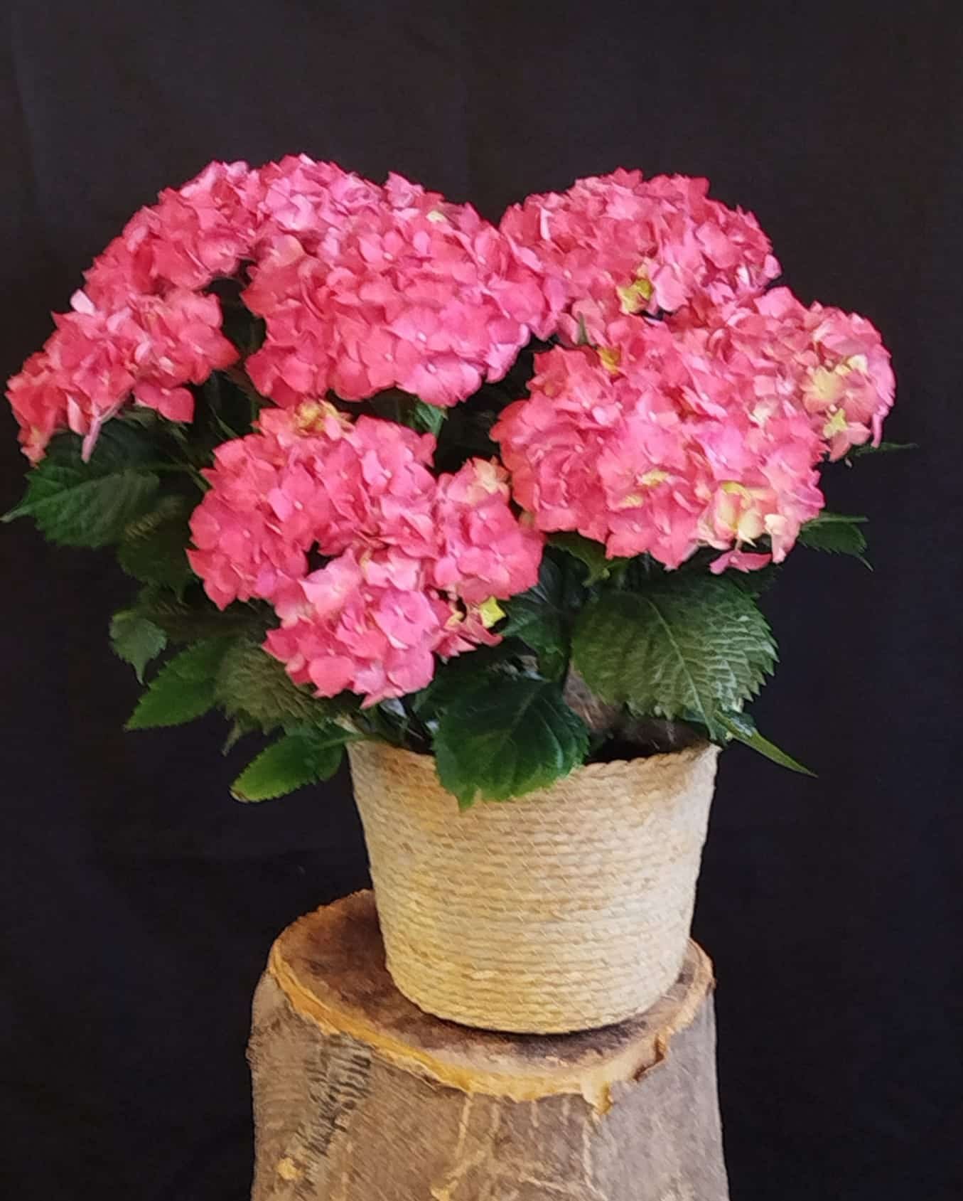 Hortensia