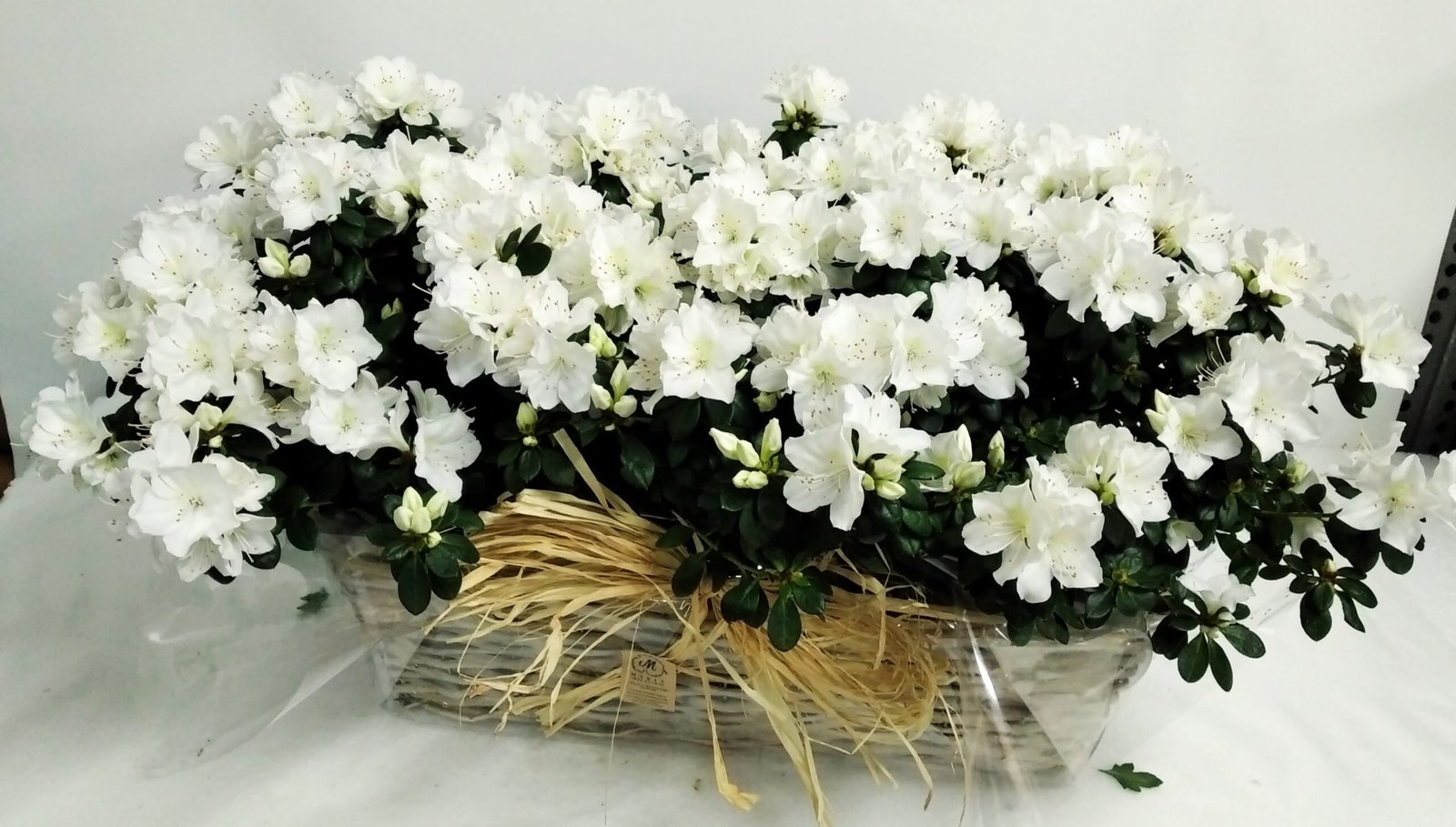 Azalea blanca