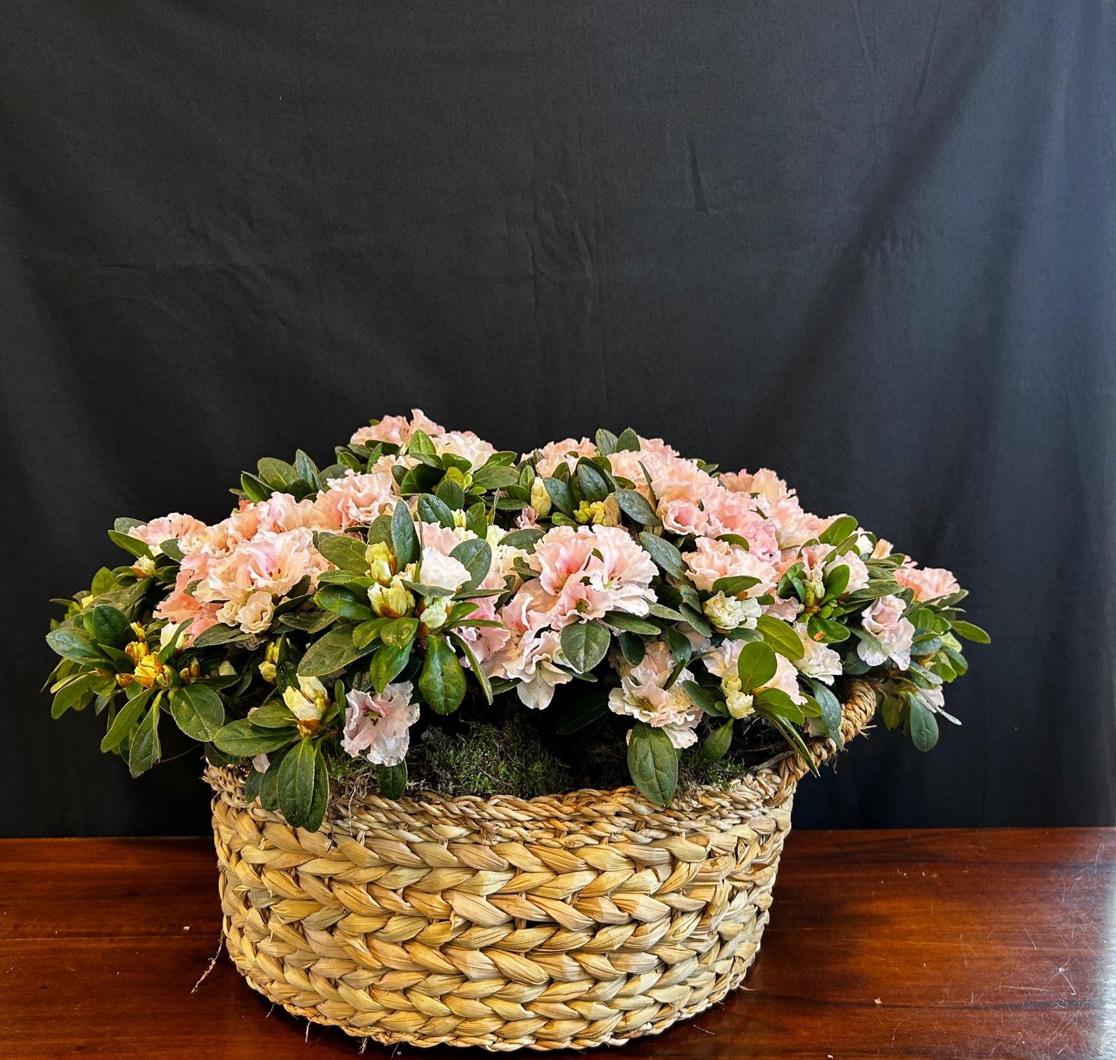 Azalea