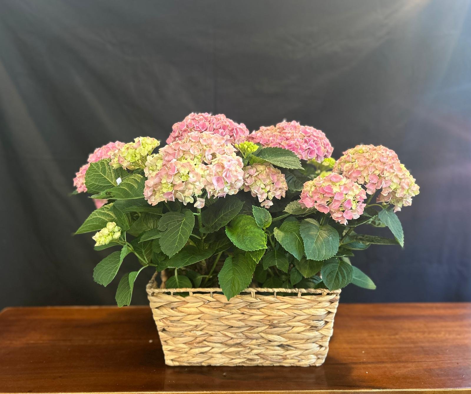 Hortensia