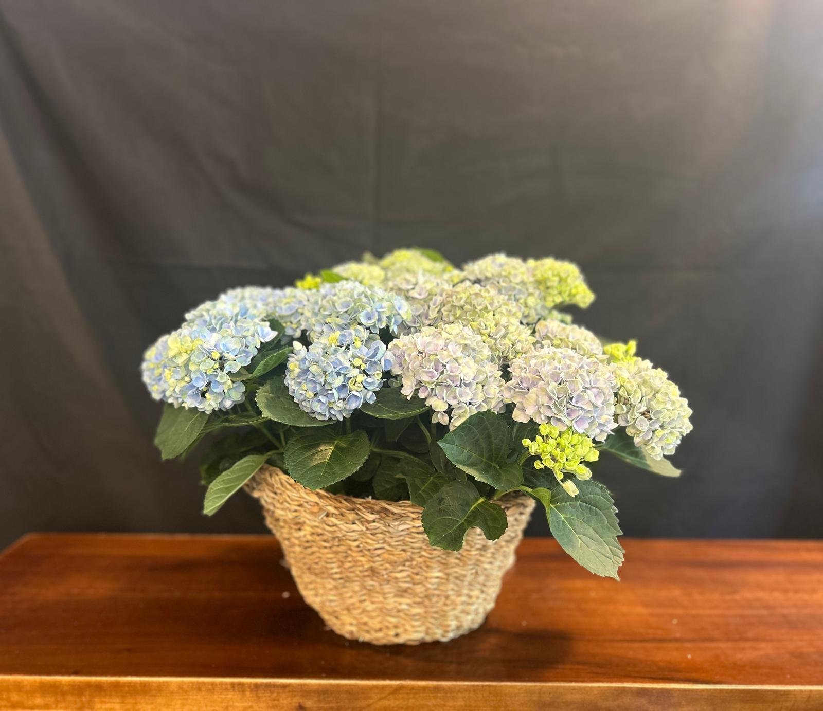 hortensia azul