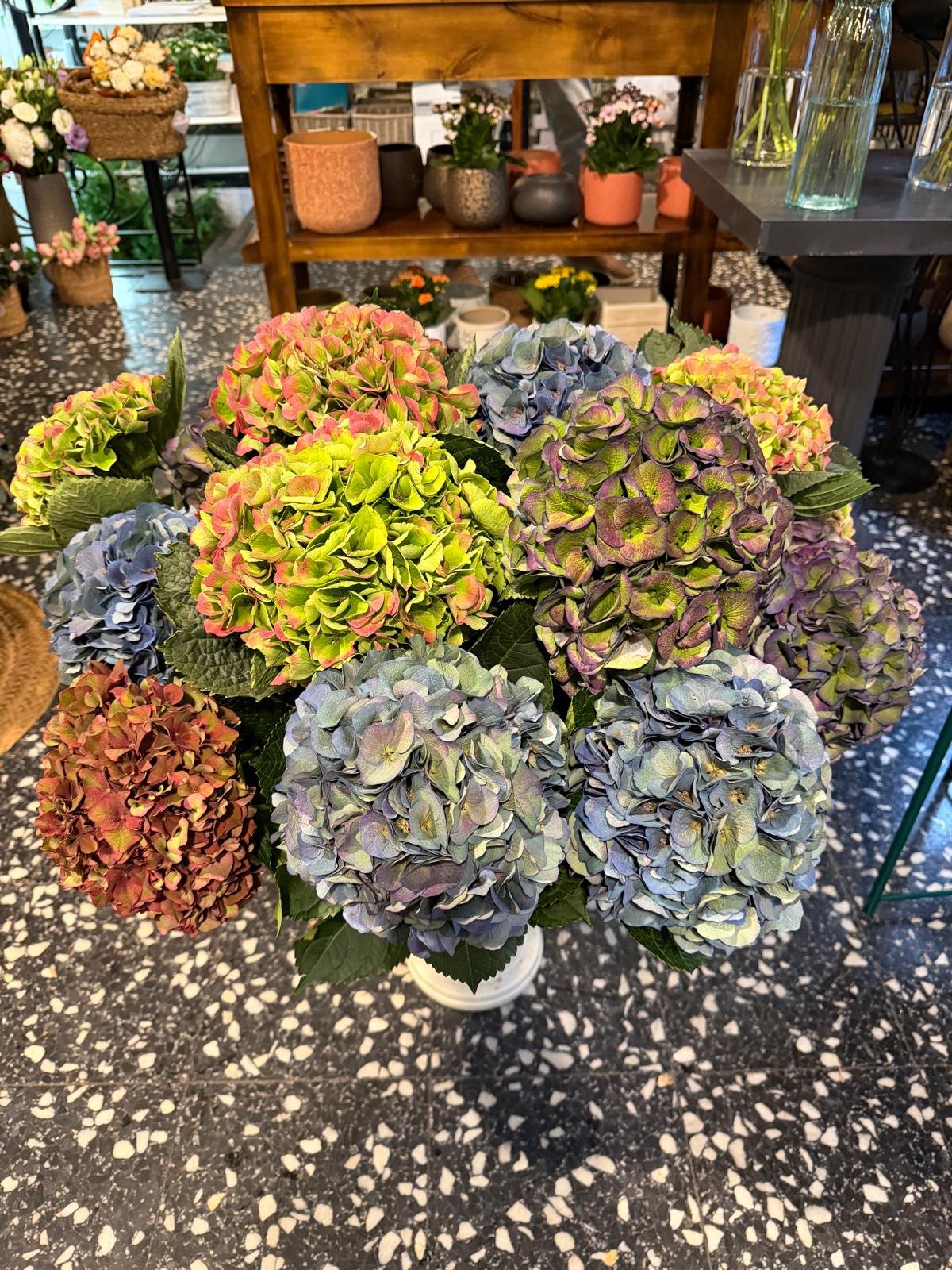 Hortensias